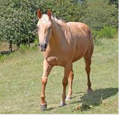 jument QH 3ans et demi Palomino entre 1000 et 10.000€
