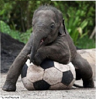 Elephanteau_humour_foot.jpg